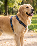 Galaxy Y Harness