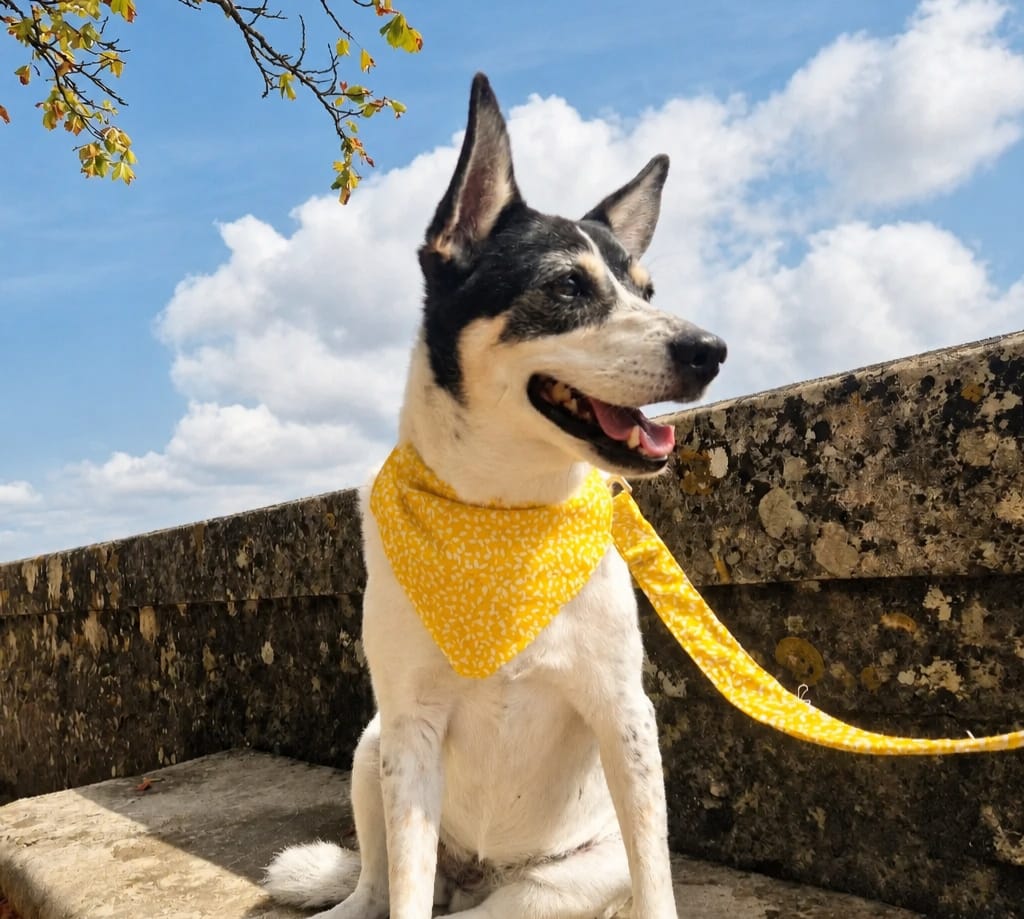 Fin d’Été – Collier, bandana & laisse
