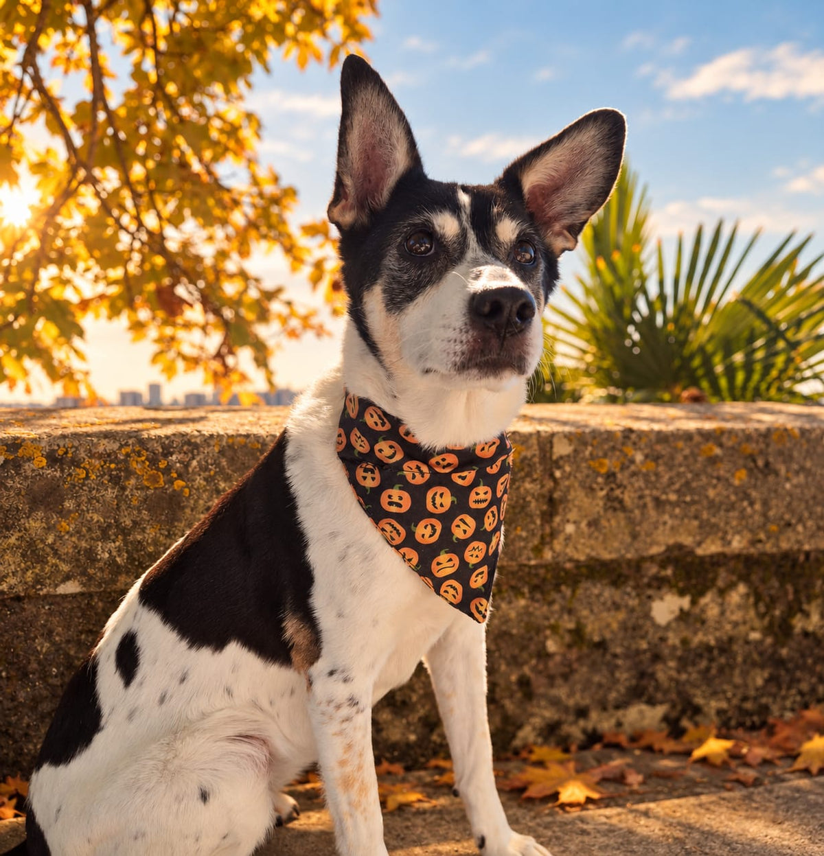 Ensemble Collier + Bandana Halloween Citrouille 🎃