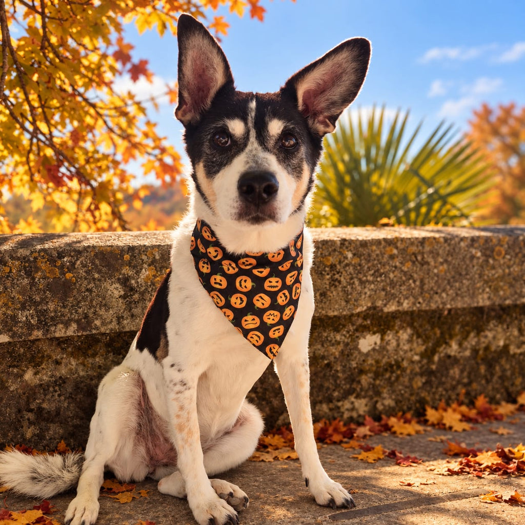 Bandana Halloween Citrouille 🎃