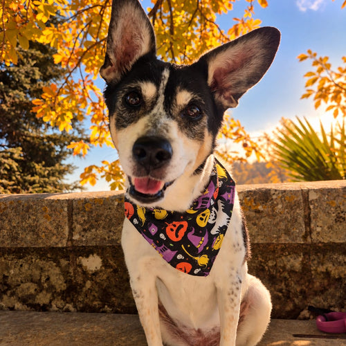 Bandana Fun Halloween 🎃👻