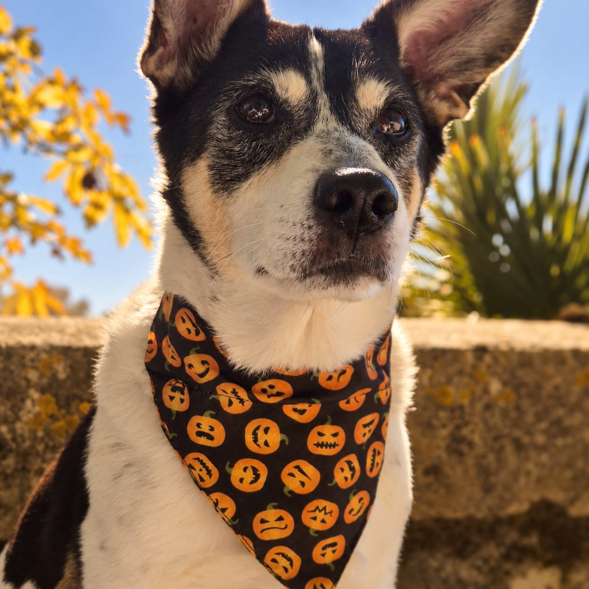 Bandana Halloween Citrouille 🎃